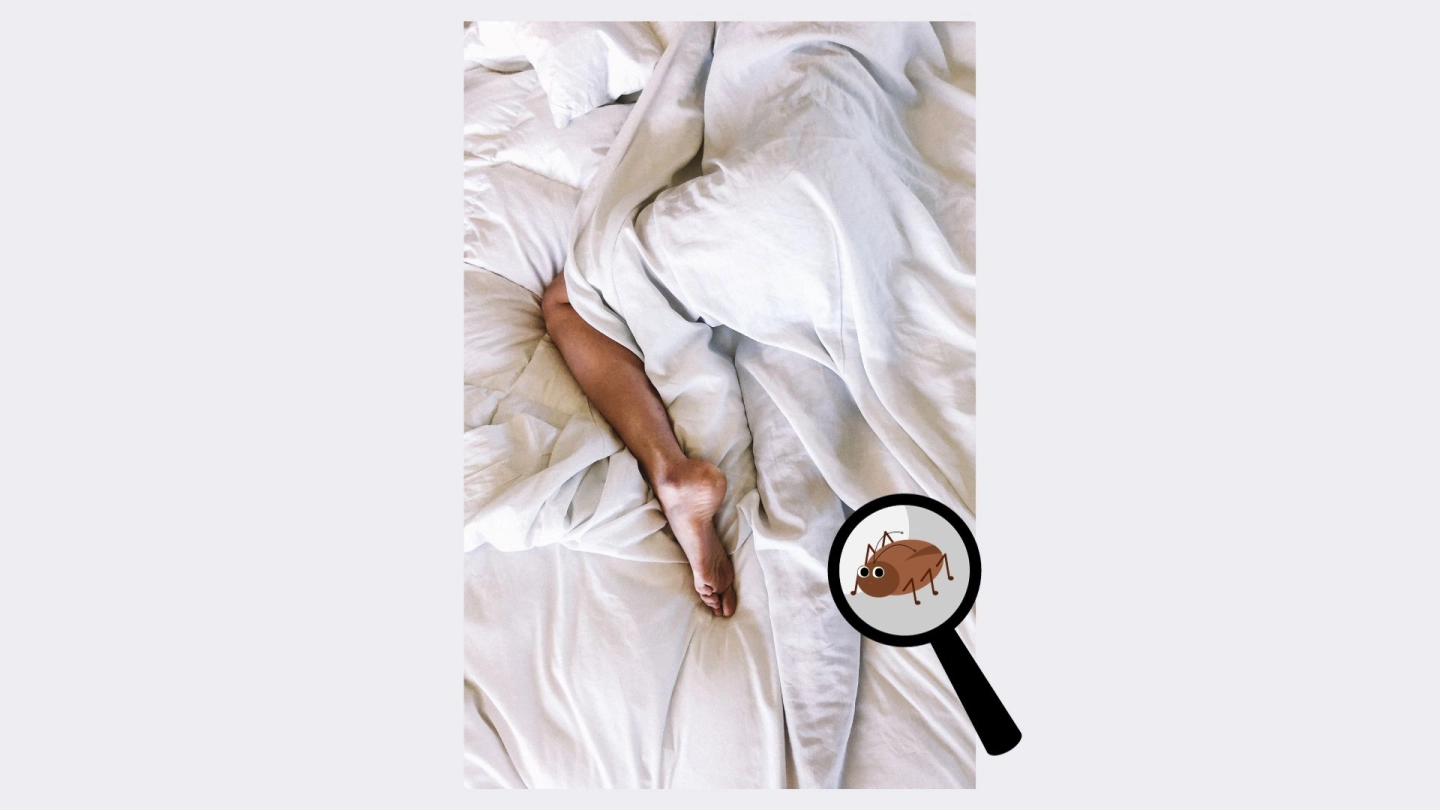 Stjenice - Kako ih izbjeći?